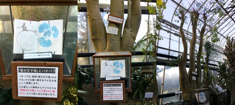 collage of the baobab tree