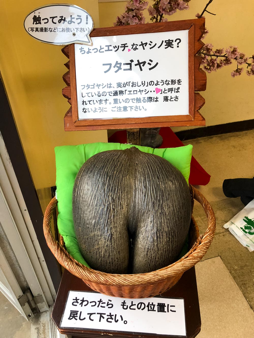 lodoicea nut from the sea coconut