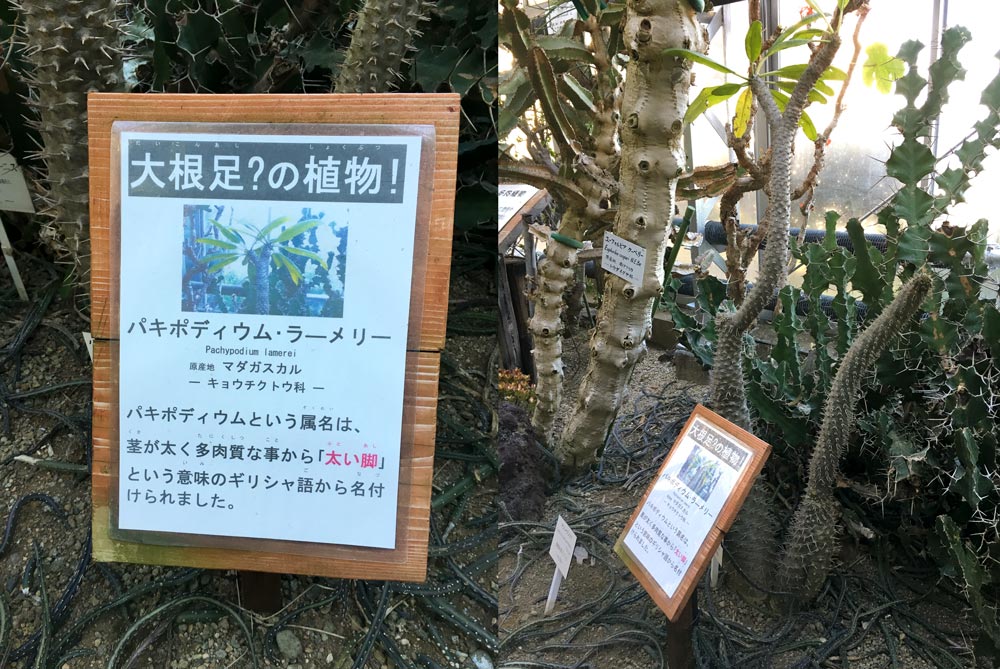 daikon radish legs tree at banana wani