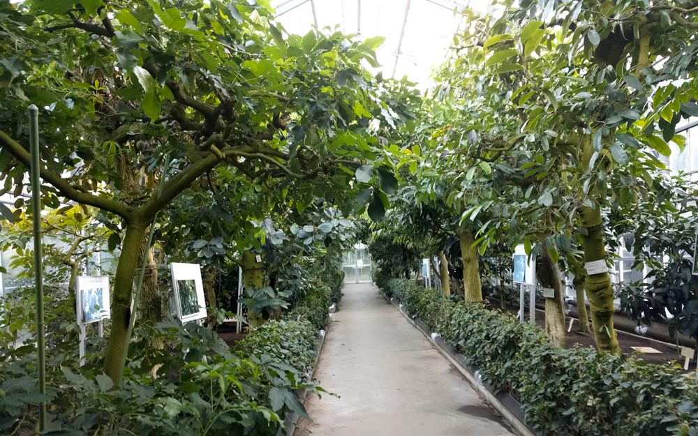 greenhouse filled with trees