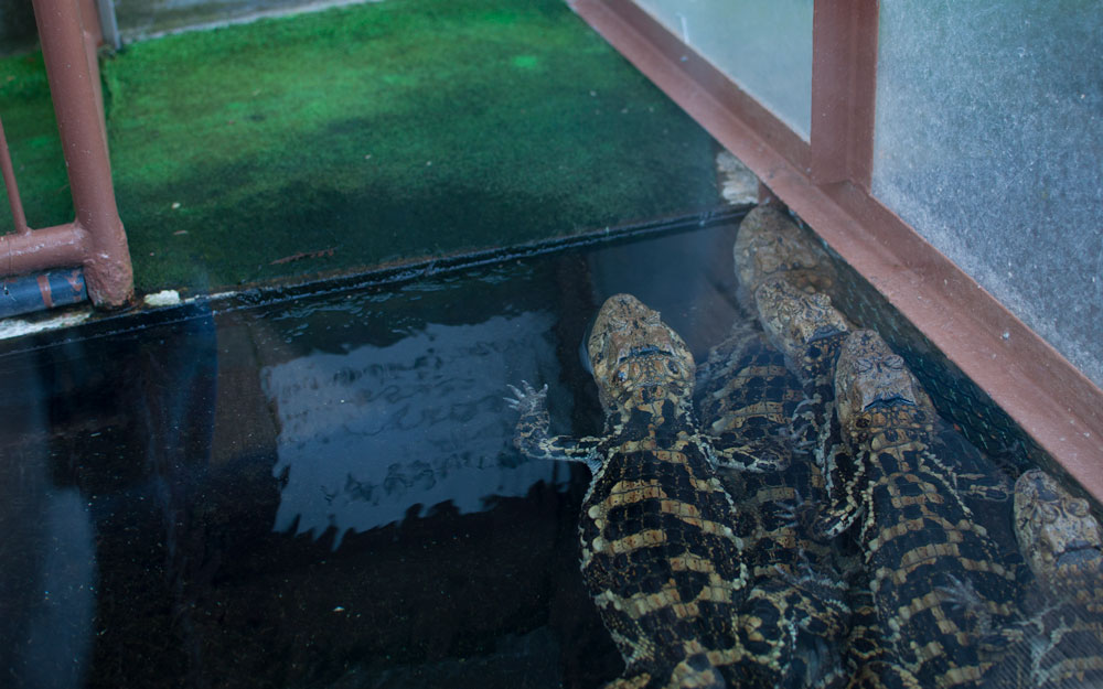 pile of alligators at banana wani in atagawa