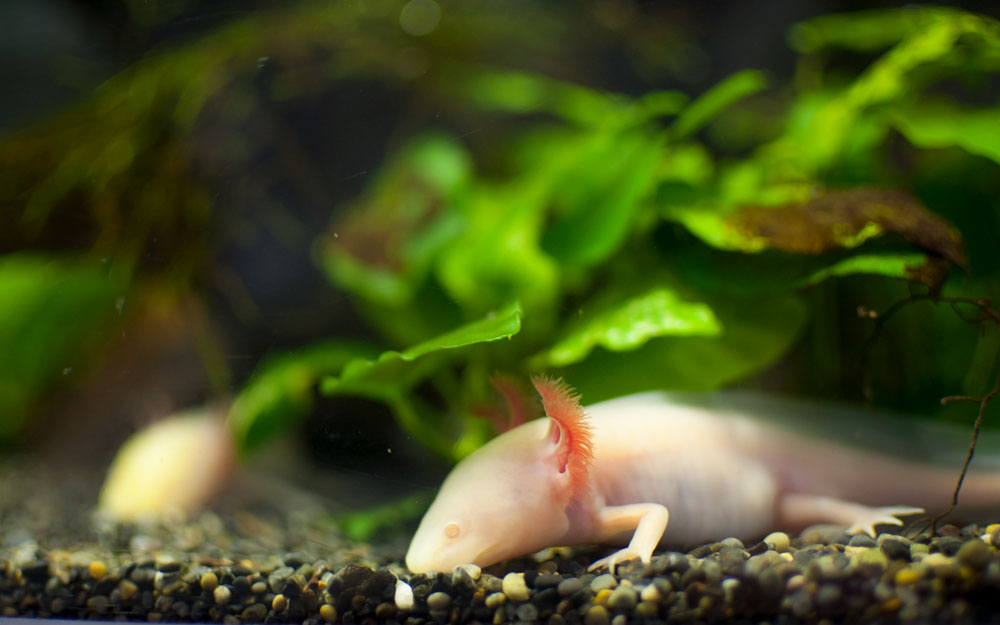 axolotl lizards