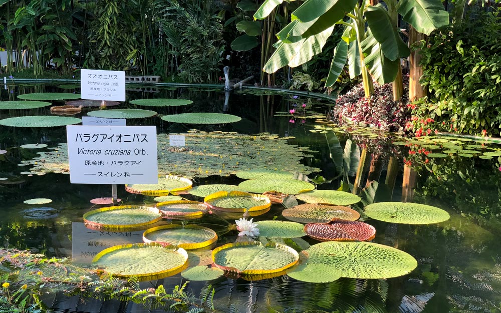 crocs victoria gardens