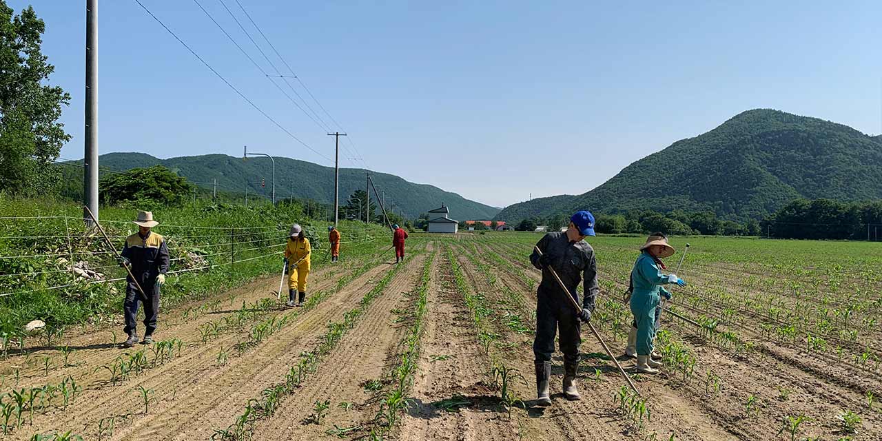 a sweet corn field in Hokkaido