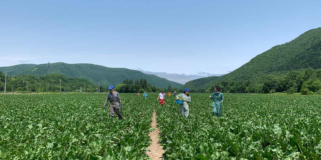 a sugar beet field in Hokkaido