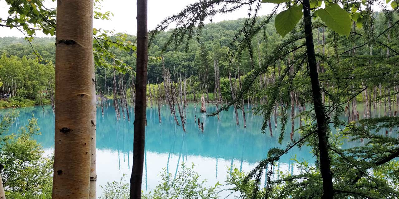 Aoi Ike Pond you can see through bushes